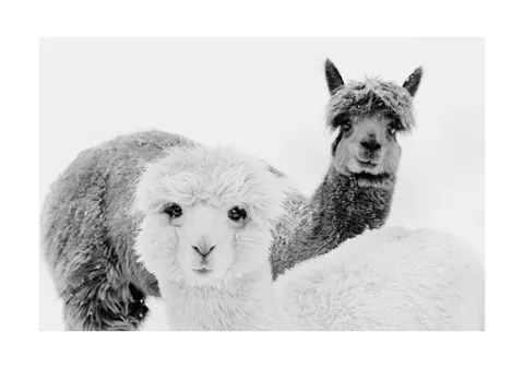 Zwart-witfoto van twee pluizige alpaca's tegen een lichte achtergrond.