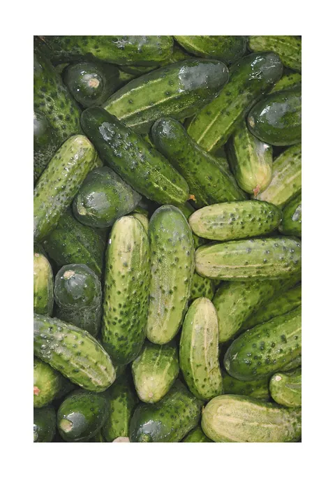 Close-up van een stapel verse groene augurken met bobbels op de schil.