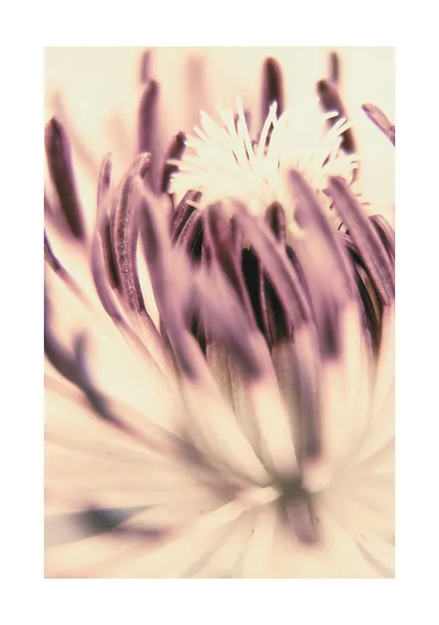 Macrofoto van een bloem met zachte paarse en crème tinten.
