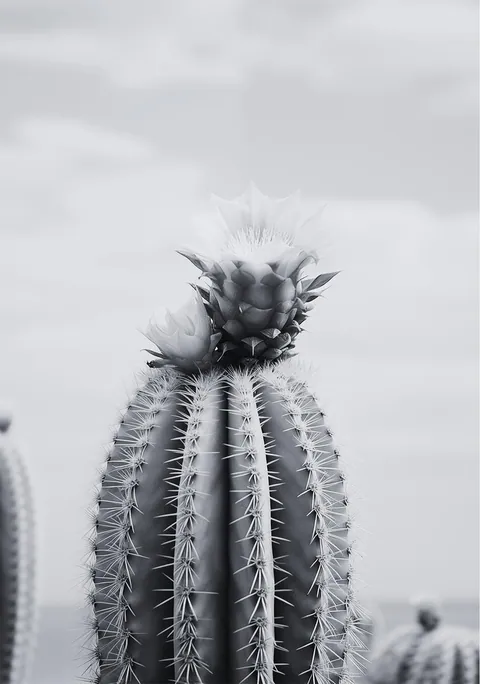 Zwart-witfoto van een bloeiende cactus met scherpe stekels tegen een lichte lucht
