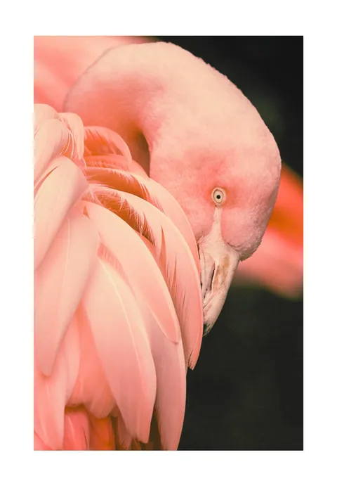 Close-up foto van een roze flamingo met zijn kop tussen de zachte veren