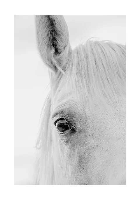 Zwart-wit close-up foto van het oog en de manen van een wit paard.