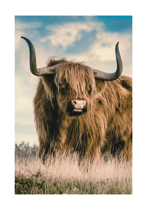 Close-up foto van een Schotse Hooglander met grote horens in droog gras