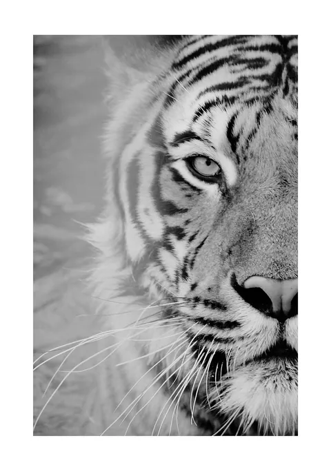 Zwart-wit close-up foto van het gezicht en oog van een tijger