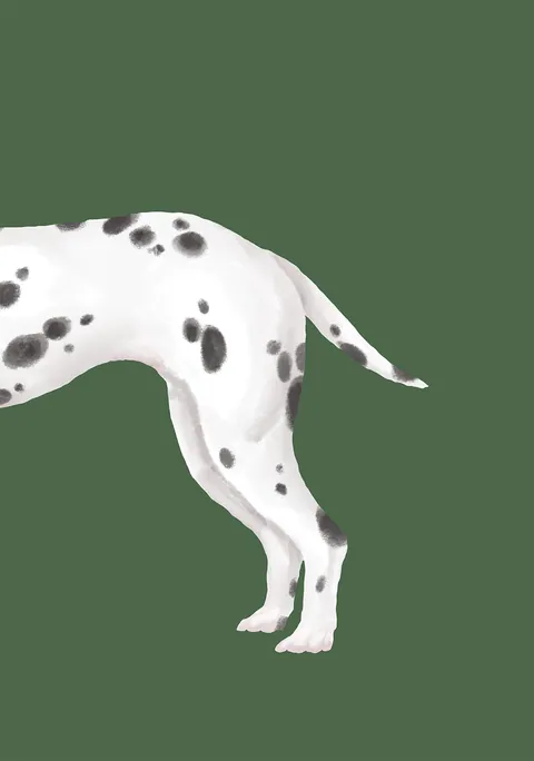Illustratie van de achterkant van een dalmatiër met zwarte stippen op een groene achtergrond