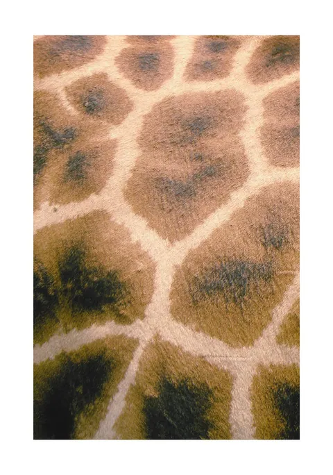 Close-up van het bruine vlekkenpatroon van een giraffenvacht met lichte lijnen