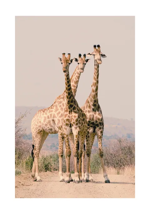 Drie giraffen staan naast elkaar op een zandweg in een droog savannelandschap.
