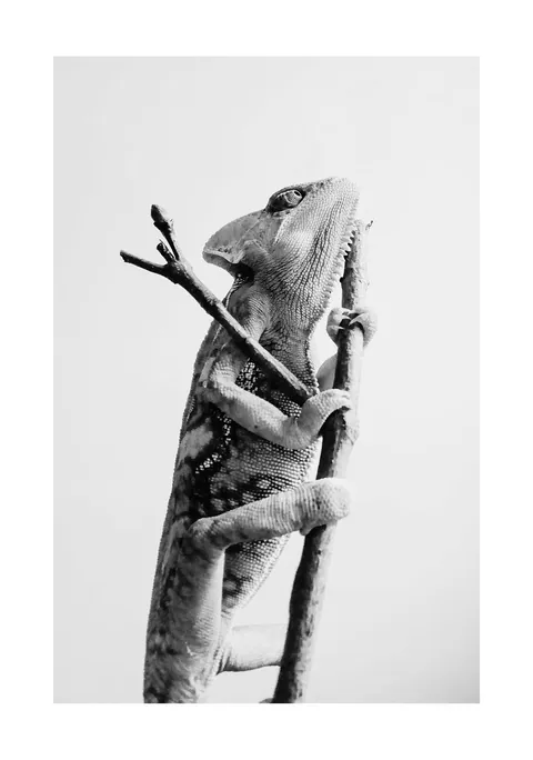 Zwart-witfoto van een kameleon die omhoog klimt langs een houten tak.
