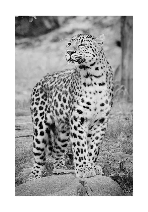 Zwart-wit foto van een gevlekte jaguar die alert op een rots staat