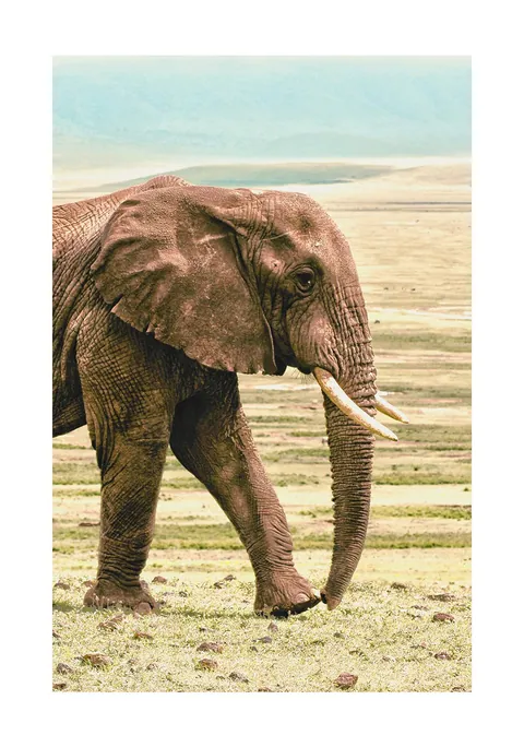 Zijaanzicht van een wandelende Afrikaanse olifant op een open grasvlakte