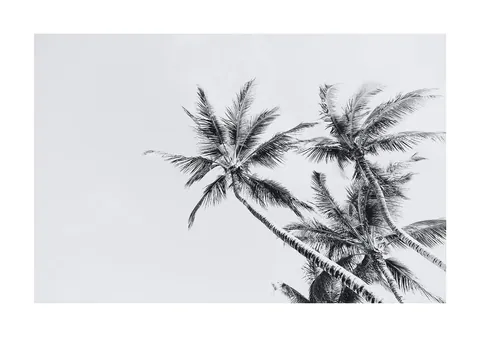 Zwart-wit foto van palmboomtoppen tegen een egale lichte lucht vanuit laag perspectief