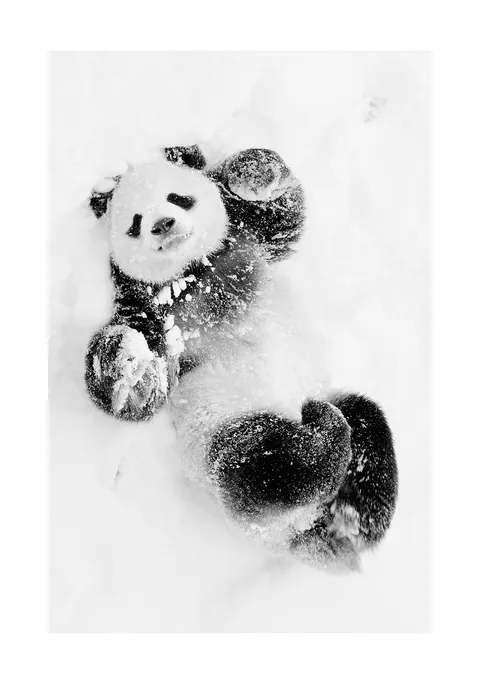 Zwart-witfoto van een reuzenpanda die op zijn rug in de sneeuw ligt.