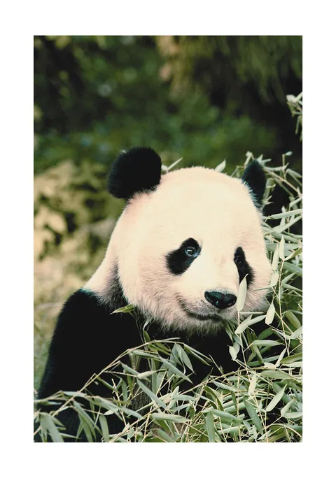 Close-up foto van een reuzenpanda zittend tussen groene bamboebladeren.