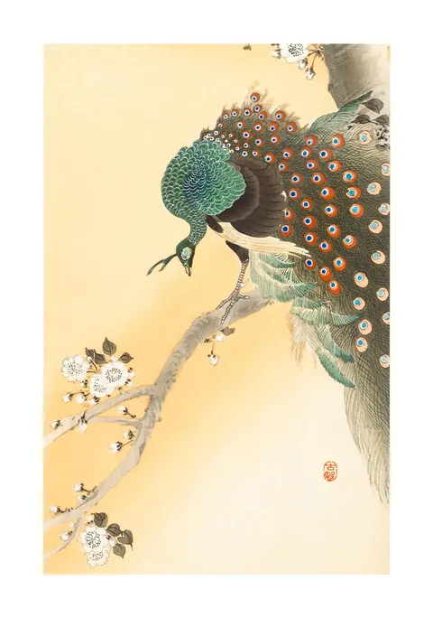 Japanse houtsnede van een pauw op een bloeiende tak door Ohara Koson