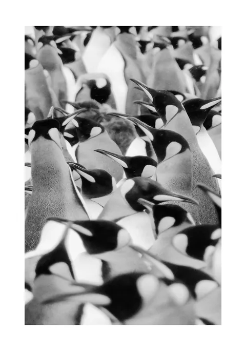 Zwart-wit foto van een grote groep dicht op elkaar staande pinguïns