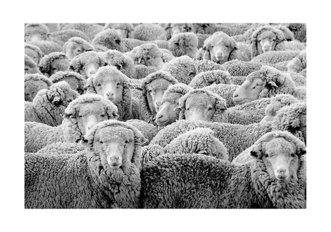 Zwart-witfoto van een grote kudde dicht op elkaar staande schapen met wollen vachten