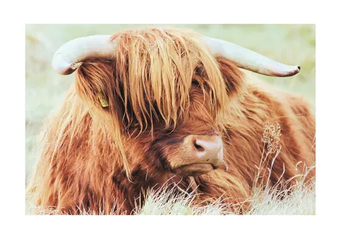 Close-up van een Schotse hooglander met lange roodbruine vacht en hoorn