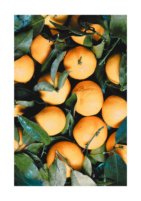Close-up van verse oranje sinaasappels met groene bladeren en waterdruppels.