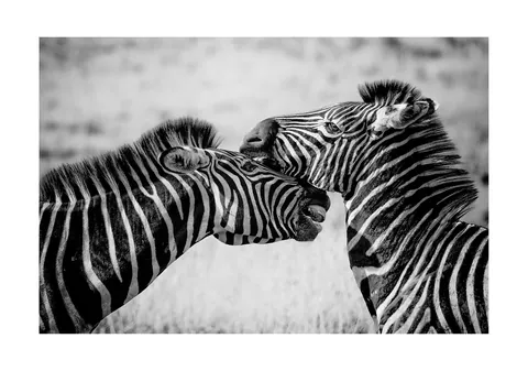 Zwart-wit foto van twee knuffelende zebra's met kruisende halzen