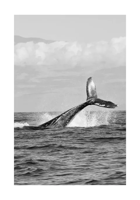 Zwart-witfoto van een walvisstaart die boven het opspattende zeewater uitsteekt