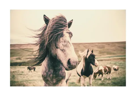 Close-up van een wild paard met wapperende manen in een open graslandschap.