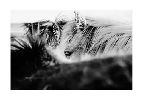 Zwart-wit close-up foto van een paard met wapperende manen.