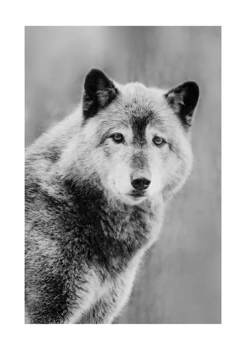 Zwart-wit close-up foto van een wolf met een zachte achtergrond