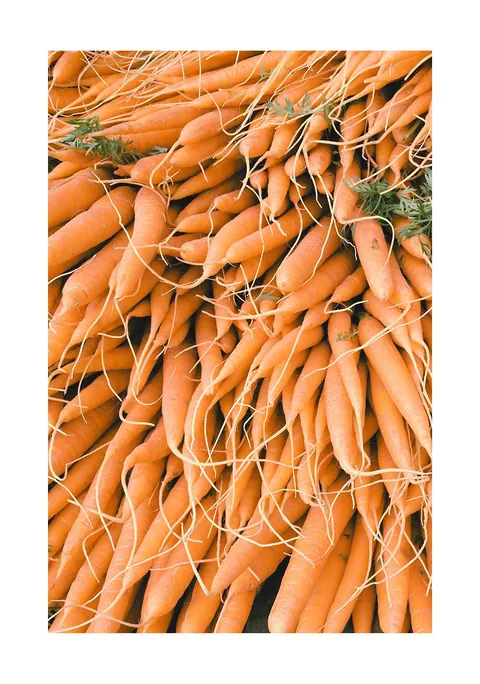 Close-up foto van een stapel verse oranje wortels met worteldraadjes en groen loof