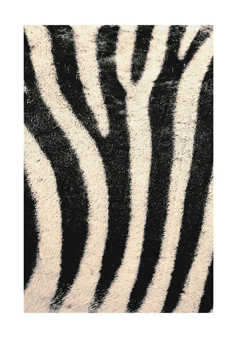 Close-up foto van zwart-witte zebraprint strepen met zichtbare vachtstructuur