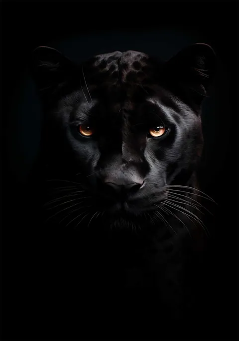 Portret van een zwarte jaguar met amberkleurige ogen tegen een donkere achtergrond.